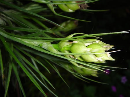 flower - nature, flowers