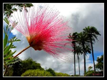 flower - nature, flowers