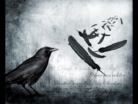 The Night Begins - feathers, floating, raven