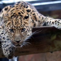 A Curious Leopard