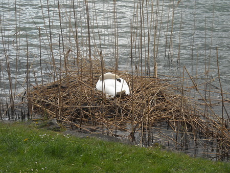 Swan on her nest - twigs, bird, water, swan, earth, family, luzern, nature, nest, land, mother, lake