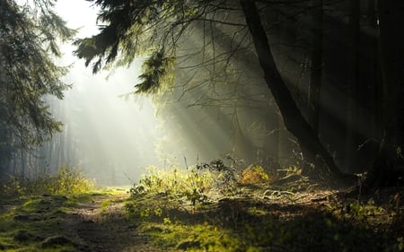 Haz de luz - forest, light