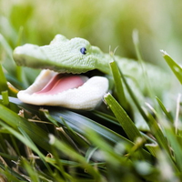 Baby Crocodile