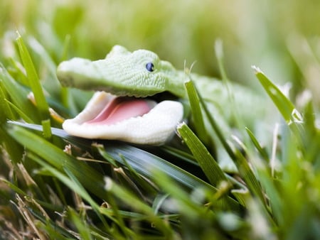 Baby Crocodile - reptiles, crocodile, baby, grass