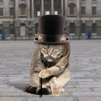 English Cat