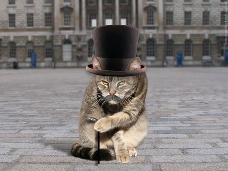 English Cat - hat, cat, mustache, top hat, england, cane, stylish, funny, english