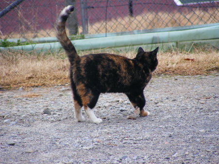 Kitty on a farm - farm, cat