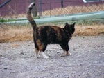 Kitty on a farm