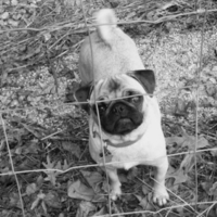 My Pug