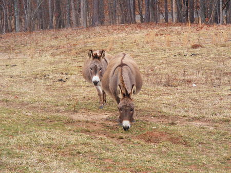 2 Donkeys - farm, chicks, donkey