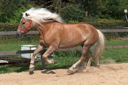 Haflinger Horse  - haflinger horse, horses, animals, austrian horse