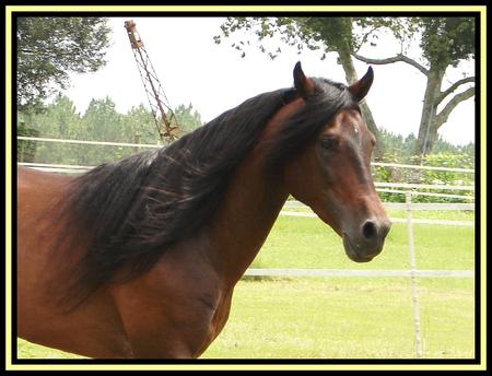 Tennessee Walking Horse - tennessee walker, horses, tennessee walking horse, american horse, animals