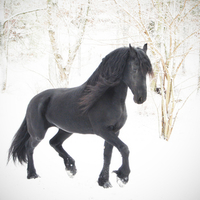 Friesian of the Snow