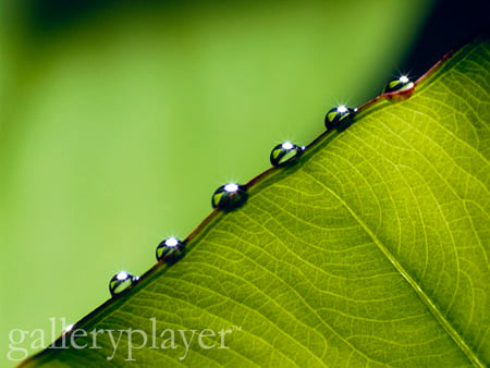 leaf drops - nature, forest, trees