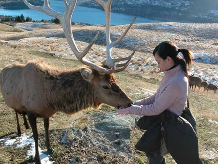 red deer stag - girl, feeding