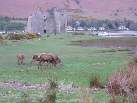 red deer grazing - grazing, village