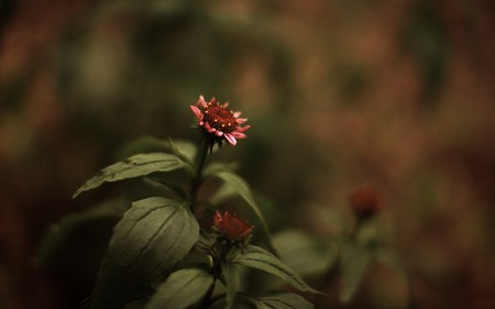 single in indoor - red, flower