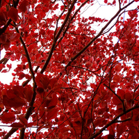 Red trees