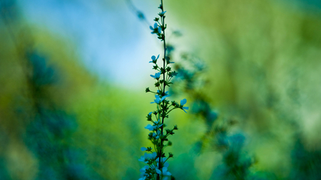 Lovely Twig - blue, plant, twig, green, flowers, lovely