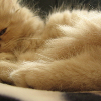 Cute Kitty