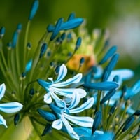 Blue flowers for my dearest friend Gayatri