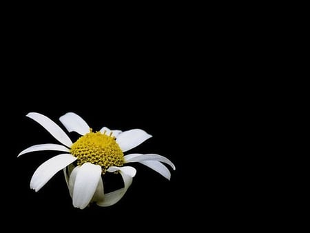 Flower in Dark - in dark, flower, picture, brautiful