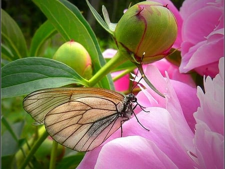 Butterfly on Flower - beautiful, flower, butterfly, picture