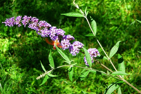 Hummingbird-Moth - flowers, picture, moth, cool, hummingbird