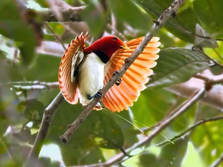 Bird-of-Paradise - bird-of-paradise, picture, cool, beautiful