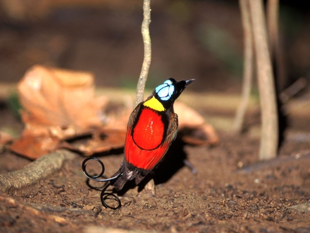 Bird-of-Paradise - picture, colors, bird-of-paradise, beautiful