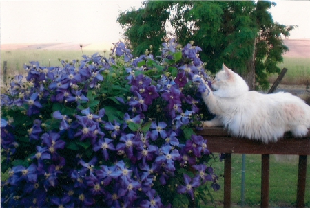 nature lover - flowers, garden, nature, white cat