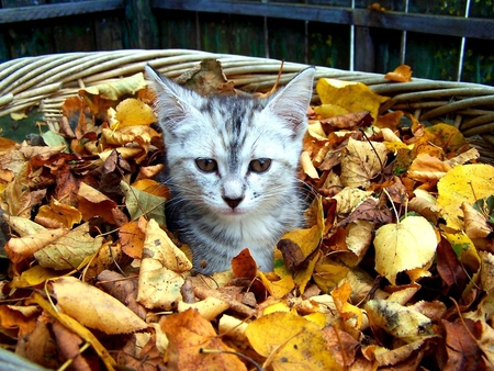 kitten - basket, kitten, leaves, autumn