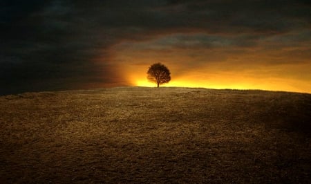 The birth of a new day - beautiful, tree, nature, sunrise