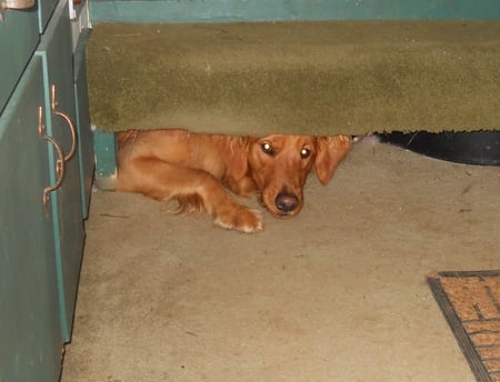 I'm stuck Dad! - jazz, dog, golden, retriever