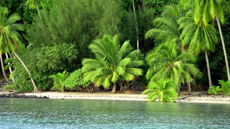 Golden beach - golden, palms, beacg, nature