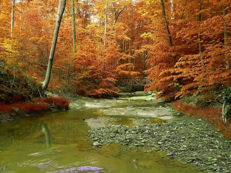 Stream in the Forest - stream, trees, water, colors