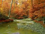 Stream in the Forest