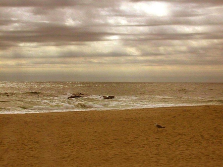 Seagull on the Sand - beach, seagull, ocean, bird