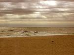 Seagull on the Sand