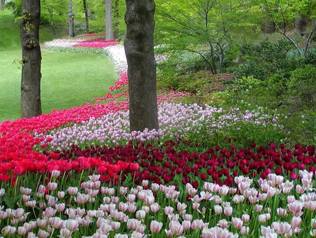 A Row of Tulips - white, red, trees, tulips