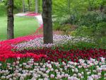 A Row of Tulips