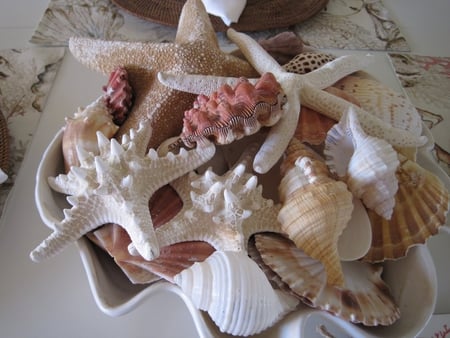 By The Sea - seashells, shapes, sea, various