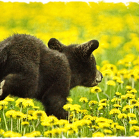 Black Bear Cub 1