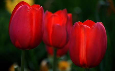 Red Tulips, Red Love - nature, view, red, beautiful, tulips, flowers, garden