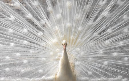 Stage - feather, white, animal, stage, beautiful, feathers