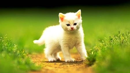 cute kitty in grass - kitten, small, cute, size, adorable