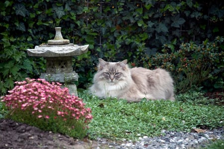 A Summer Day - cat, summer day, resting, flowers garden