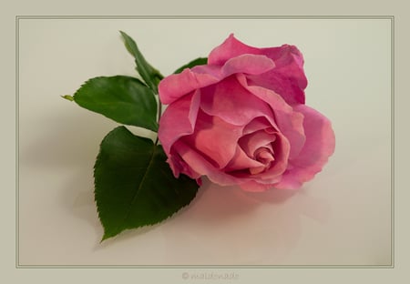 simply beautiful - flowers, rose, still life, beautiful