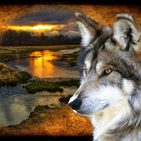 Sunset Wolf