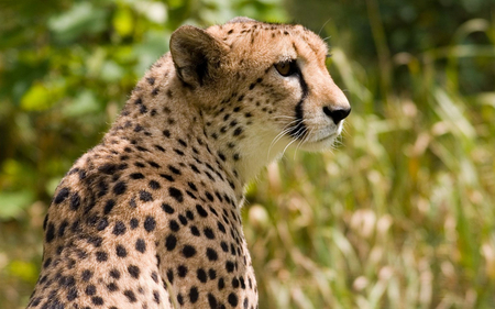 Cheetah - cheetah, big, fast, cat